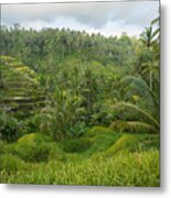 The Cultural Village Of Ubud Is An Area Known As Tegallalang That Boasts The Most Dramatic Terraced Rice Fields In All Of Bali In Indonesia. Metal Print