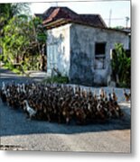 The Duck Whisperer - Bali, Indonesia Metal Print