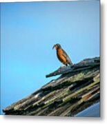 The Early Bird Gets The Worm Metal Print