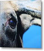 The Eye Of The Moose Metal Print