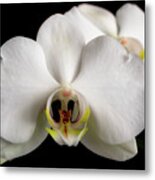 The Face Of An Orchid Metal Print