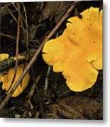 The Golden Mushroom Metal Print