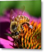 The Honey Bee And The Cone Metal Print