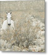 The Horse With No Name Metal Print