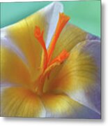 The Interior Design Of Crocus Metal Print