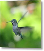 The Little Hummingbird Metal Print