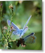 The Mirrors Butterfly Metal Print