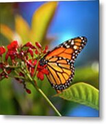 The Monarch Butterfly Metal Print