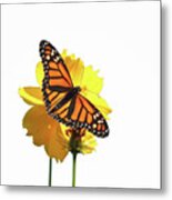 The Monarch Butterfly Metal Print