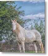 The Old Gray Mare - Rural Indiana Metal Print