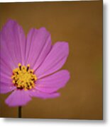 The Pink Cosmos In Landscape Metal Print