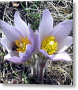 The Prairie Crocus Metal Print