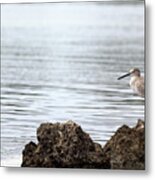 The Sandpiper Metal Print