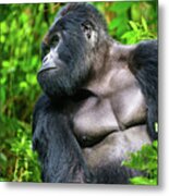 The Silverback Metal Print