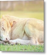 The Sleeping Calf Metal Print