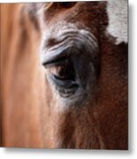 The Soul Of An Old Horse Metal Print