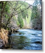 The South Fork Of The Mckenzie River Metal Print