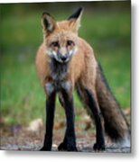 The Stare Down Metal Print