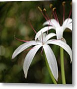 The String Lily Metal Print