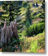 The Stump Metal Print