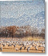 The Symphony Of Migration - Snow Geese And Sandhill Cranes Metal Print