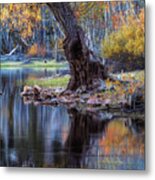 The Tree At Lundy Lake Metal Print