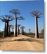 The Trees On The Road In Baobab Alley In Madagascar Kn51 Metal Print