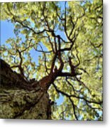 Things Are Looking Up - Mighty Oak In Lake Kegonsa Sp - Wi Metal Print