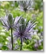 Thistle Metal Print