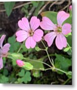 Three Blooms Metal Print