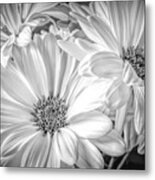 Three Daisies Metal Print