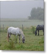 Three Horses In A Pasture A Foggy Morning Metal Print