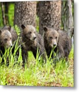 Three Of Four Of Grizzly 399's Cubs Metal Print