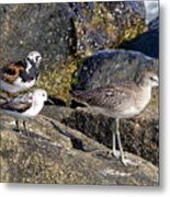 Three Shorebirds On The Rocks Metal Print