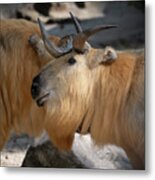Tibetan Takin Goat-antelope Metal Print