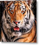 Tiger Metal Print