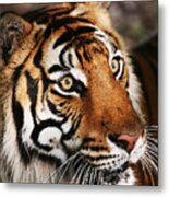 Tiger Headshot Metal Print