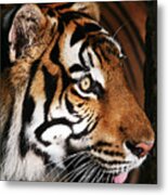 Tiger Profile Metal Print