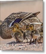 Time For A Swim Little Ones Metal Print