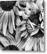 Timid Sunflower In Square Black And White Metal Print