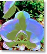 Todays Orchids In Blue Metal Print