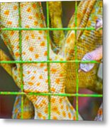 Tokay Gecko (gekko Gecko) Feet Detail Metal Print