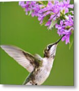 Touched Hummingbird Metal Print