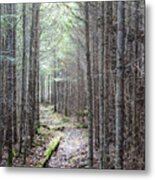 Trail In Northern Maine Woods Metal Print