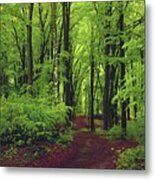 Trail On Forest Metal Print