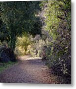 Trail With Trees Metal Print