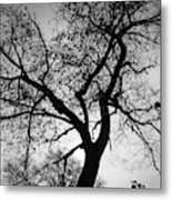 Tree Silhouette Bw Metal Print