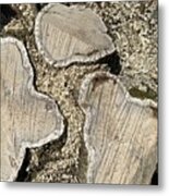 Tree Stumps Metal Print