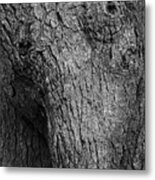 Tree Trunk Boyden Xi Bw Metal Print