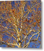 Tree Wall Art - Vibrant Sycamore Tr9341 Metal Print